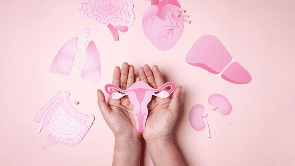 Manos sosteniendo un útero de papel, rodeado de órganos del cuerpo humano en tonos rosados, como símbolo de salud femenina integral.